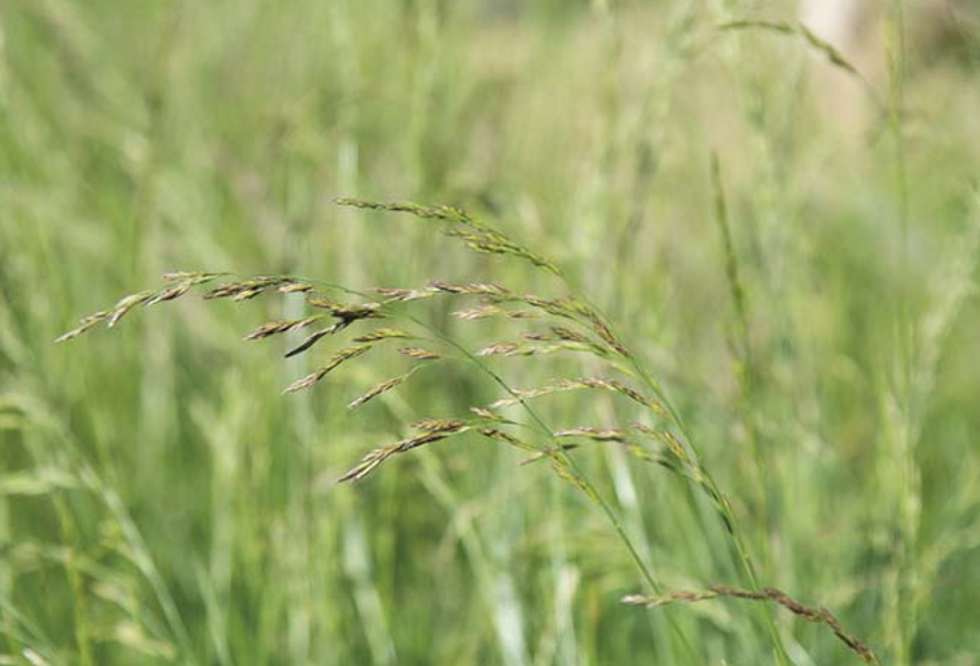 Az évelő pázsitfüvek nyári nyugalmi állapota