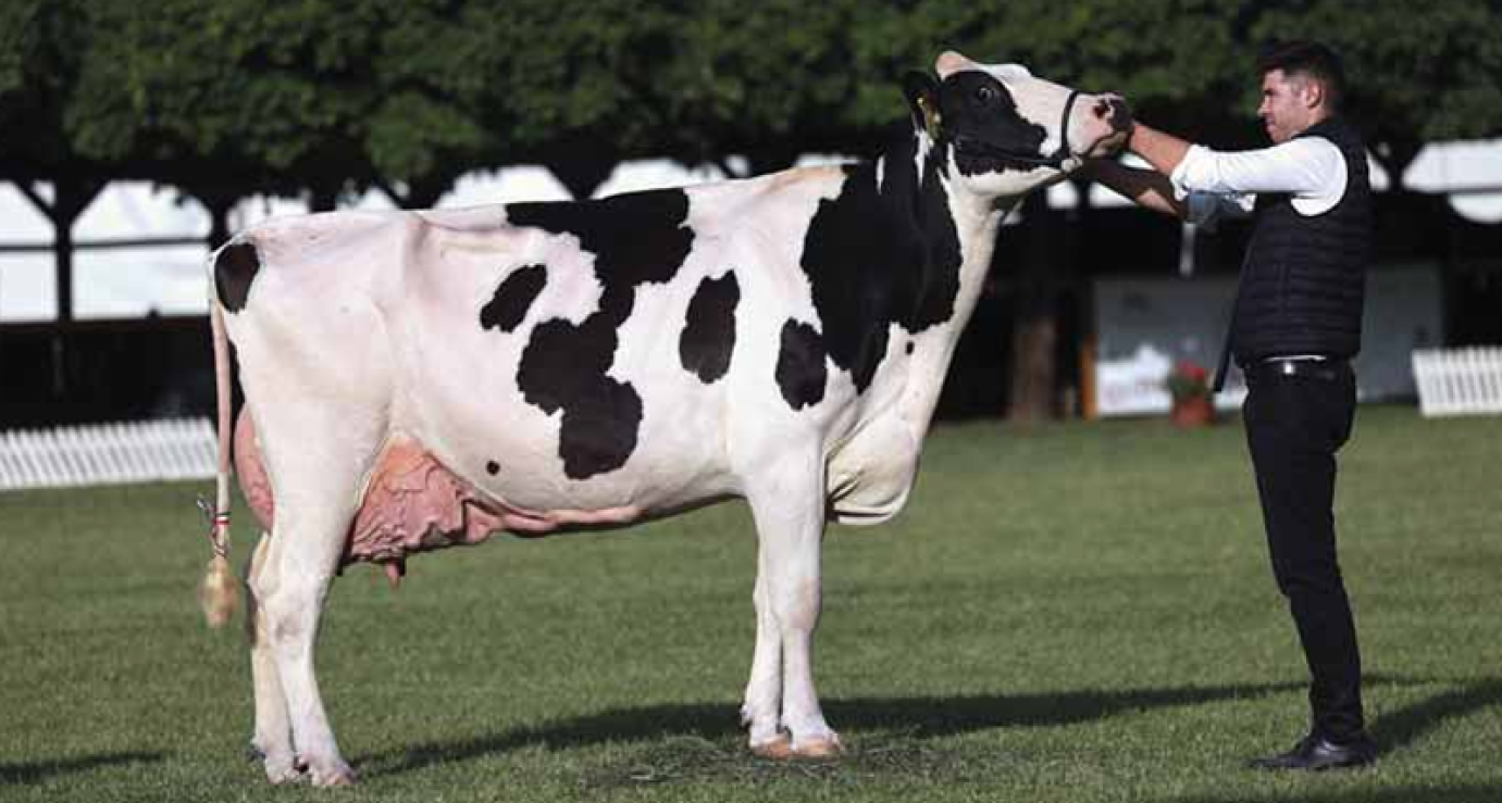 Tenyésztésszervezési támogatás: a genetikai versenyképesség záloga