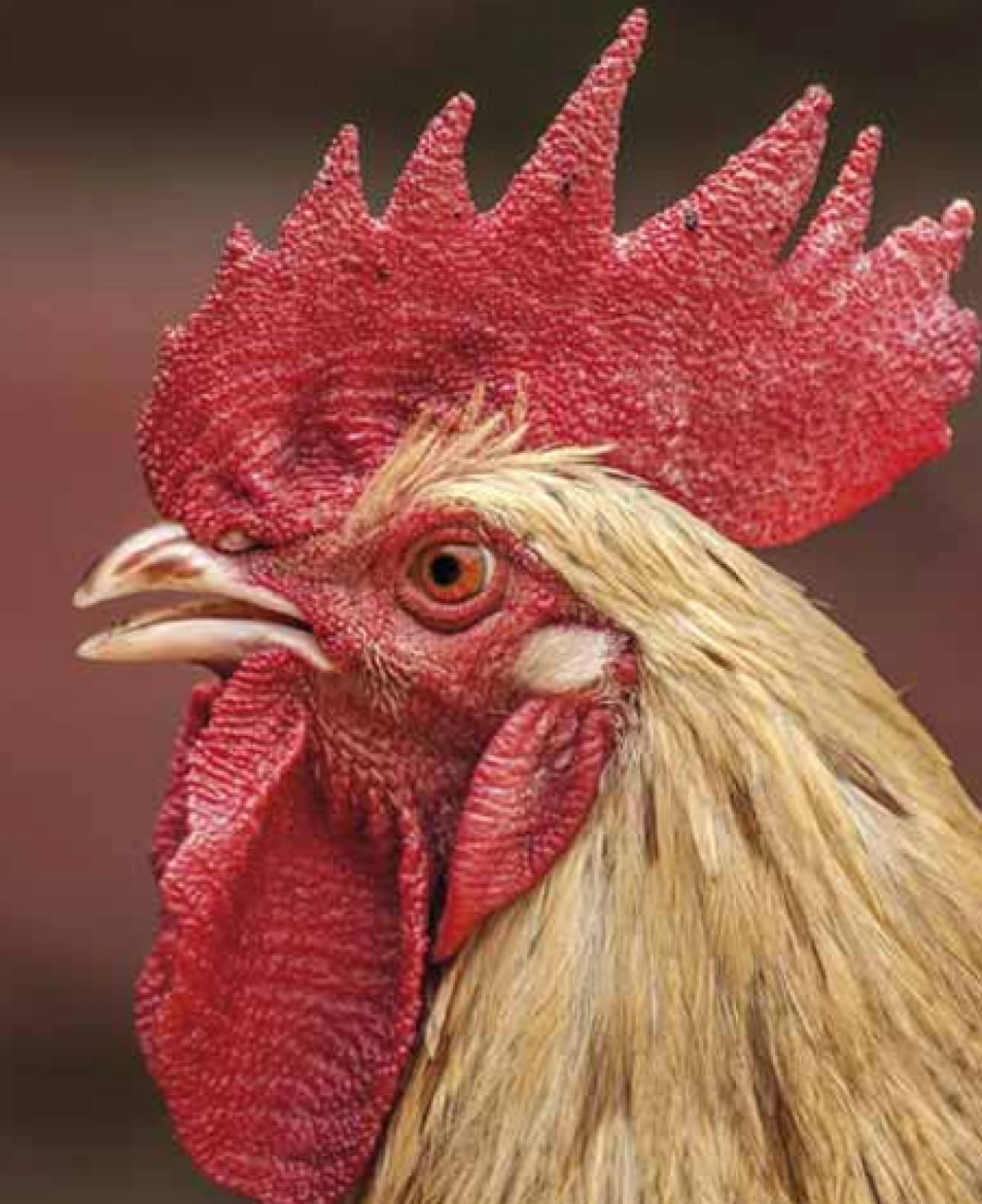 Hatékony, jól összehangolt járvány elleni védekezésre van Európának szüksége