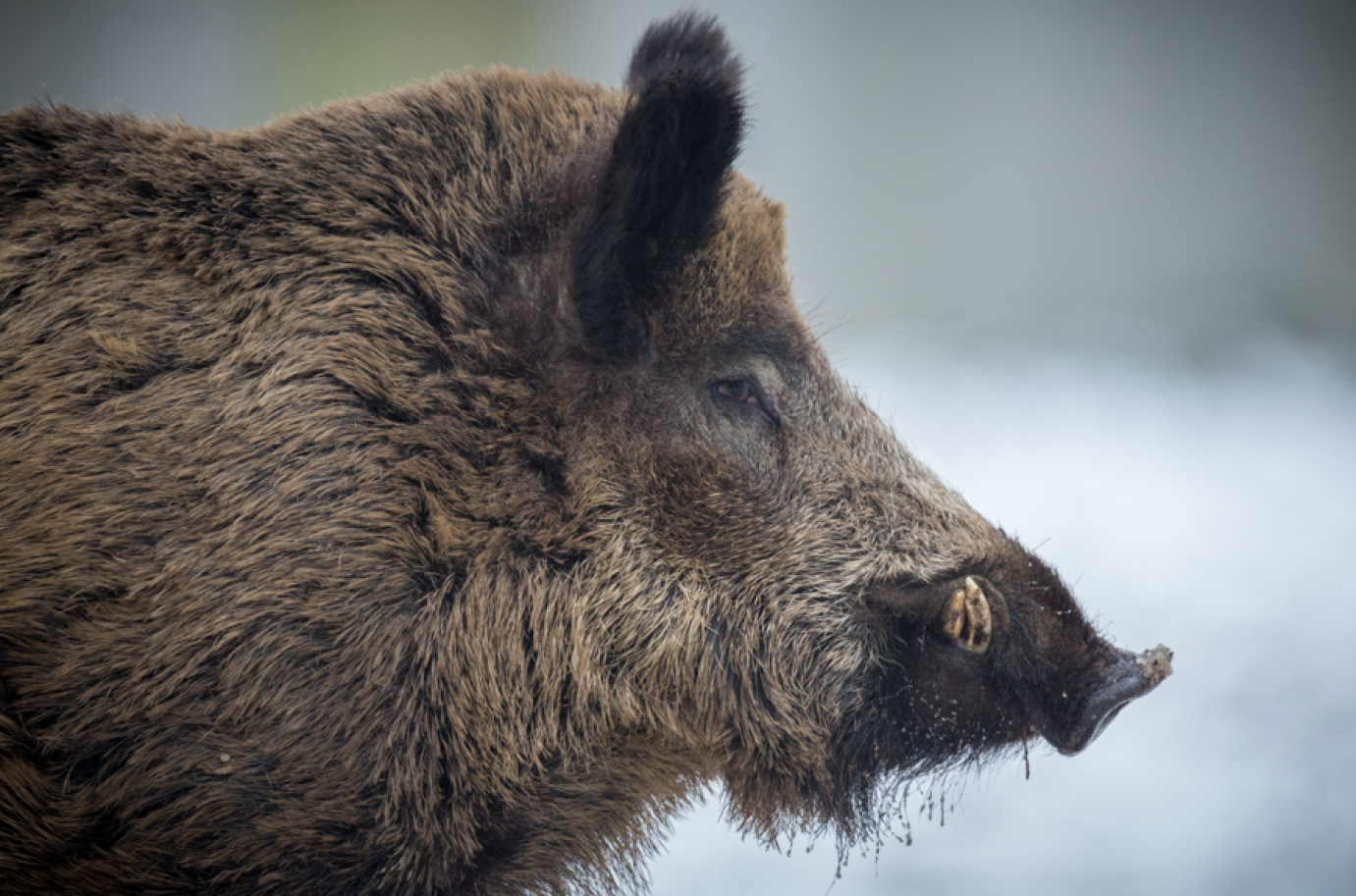 Soron kívüli ASP-intézkedések a déli határ mentén
