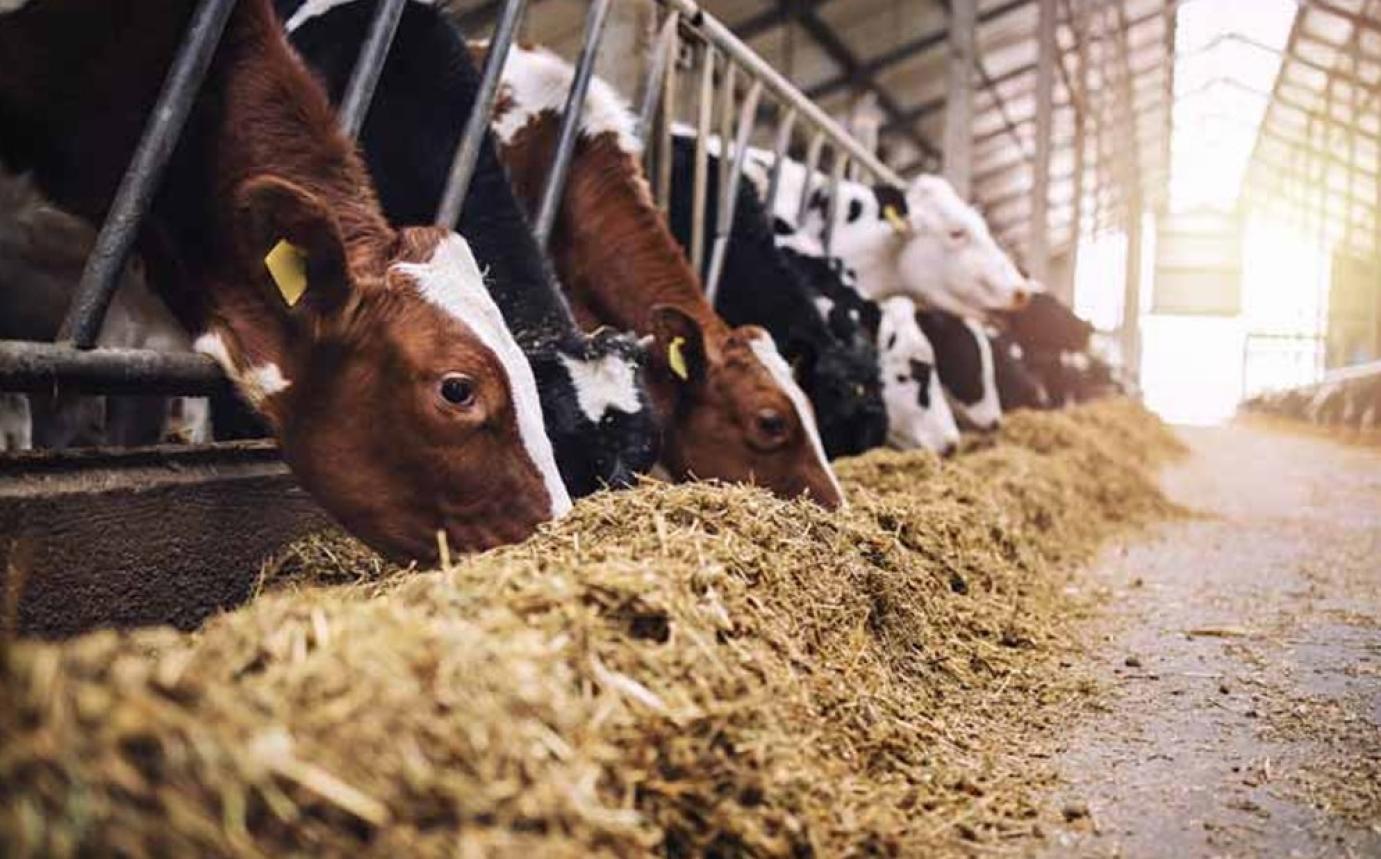 A hazai RSZKF-járvány piaci hatásainak elemzése