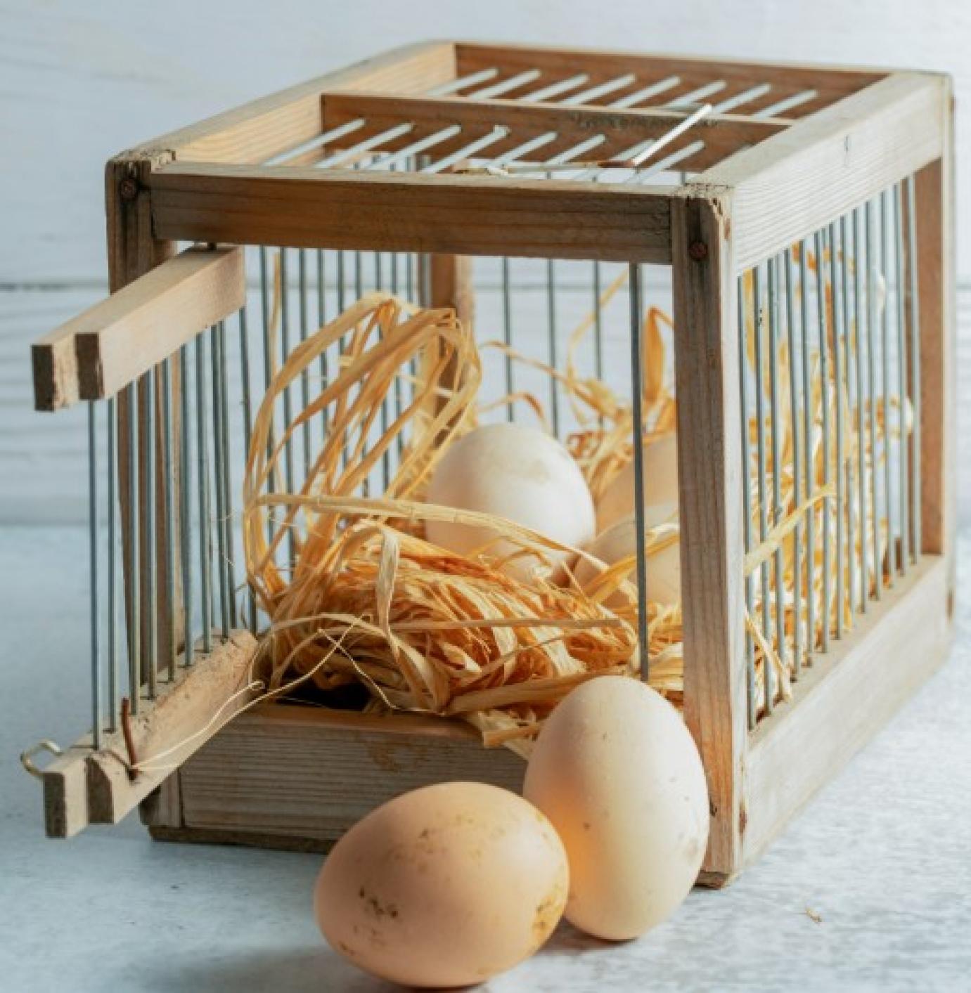 Véleményezhetőek az Európai Bizottság állatjóléti jogszabály-módosításai