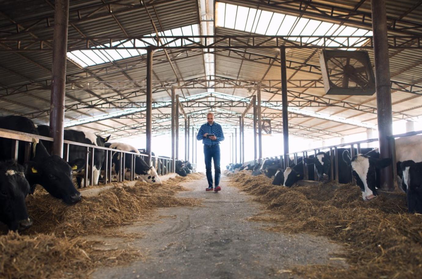 AMR elleni küzdelem megemelt támogatási összegű pályázattal