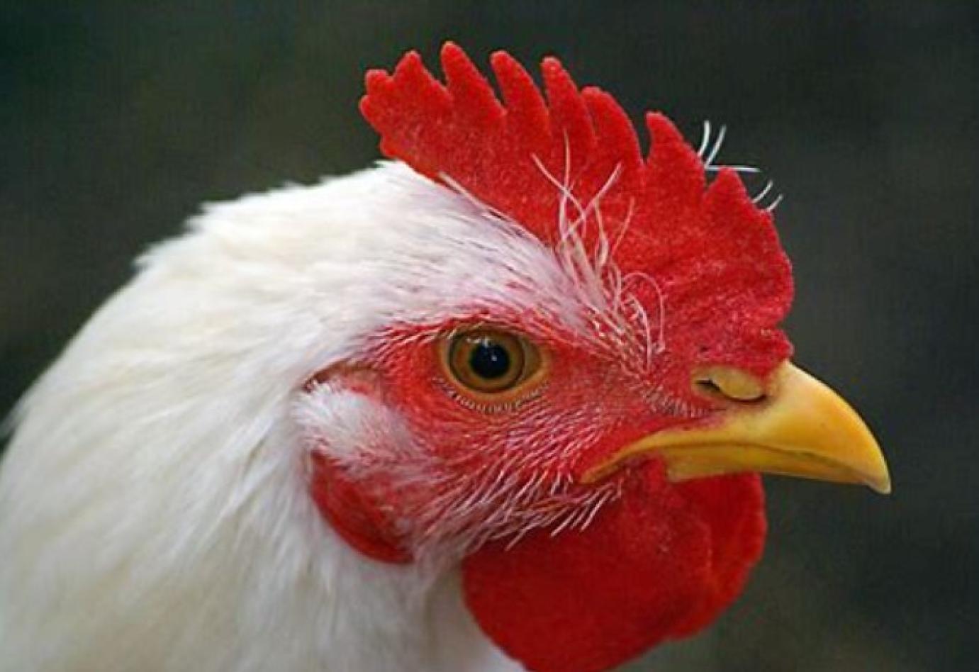 Az EU is letiltotta a brazil baromfihús importot