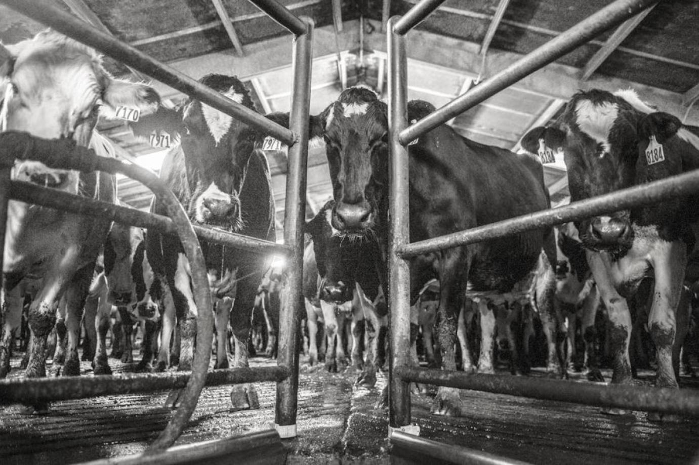 Május 5-ig tilos külső szolgáltatókat foglalkoztatni az rszkf fogékony állatokat tartó telepeken