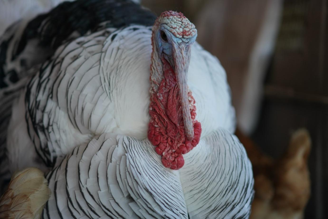 Madárinfluenza vírus jelenlétét igazolta a Nébih Békés vármegyében