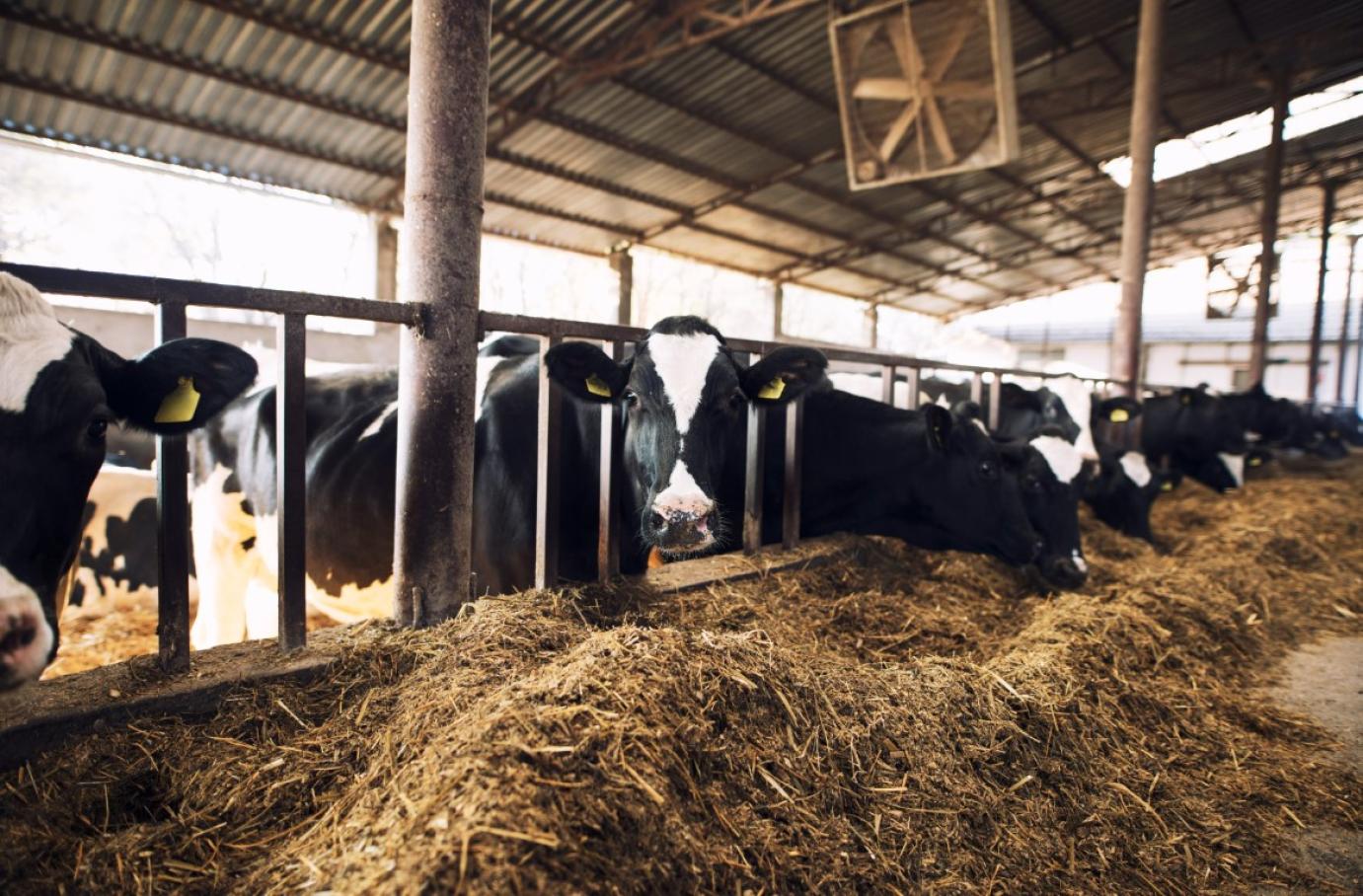 A fertőzött telepek állományait felszámolták, de a fegyelemnek továbbra is előtérben kell lenni