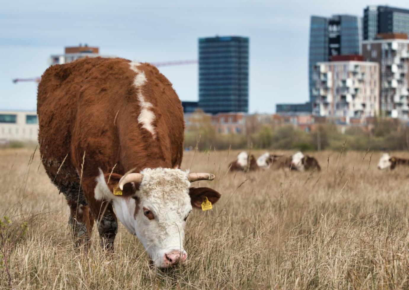 Interjú készült a MÁSZ ügyvezetőjével - Miért így kezelik az RSZKF betegséget?