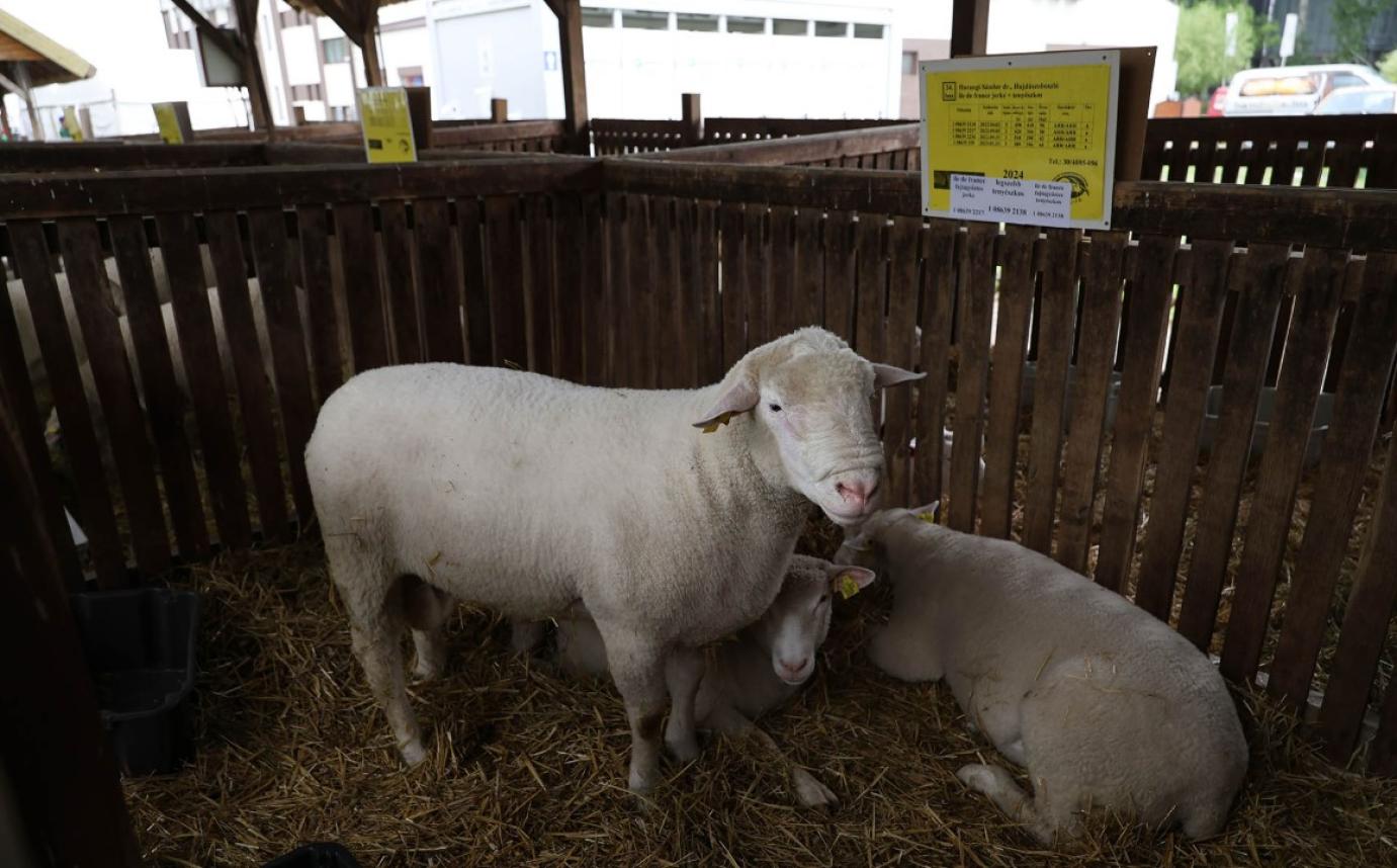 Feloldotta a Nébih a kiskérődzők pestise miatt bevezetett intézkedéseket