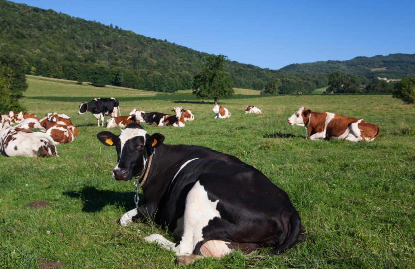Új RSZKF intézkedések - tranzit tilalom, szigorúbb fertőtlenítés, kiállítás, vásár és bemutató rendezésének tiltása Győr-Moson-Sopron vármegyében