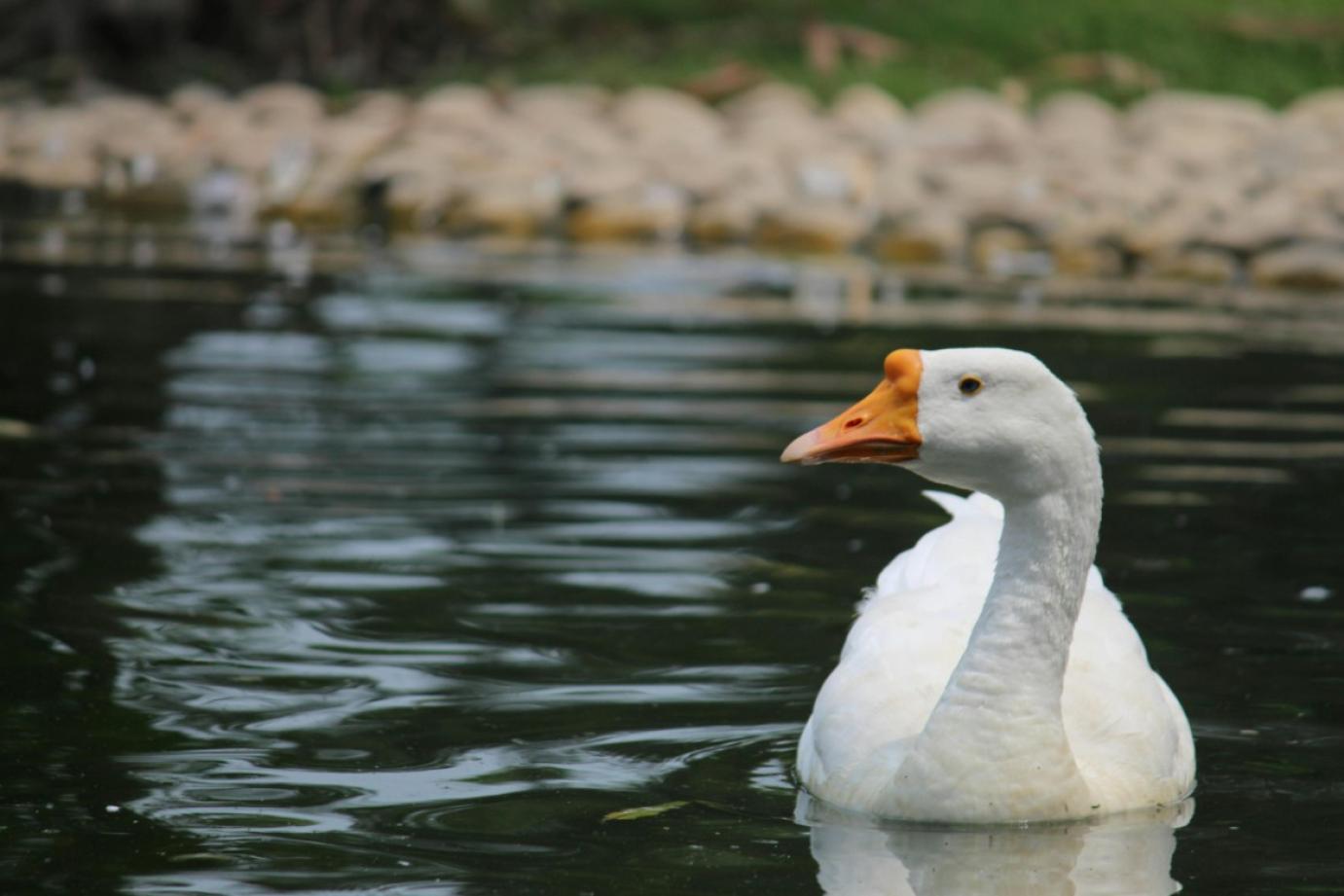 Madárinfluenza vírus jelenlétét igazolta a Nébih Pest és Heves vármegyében