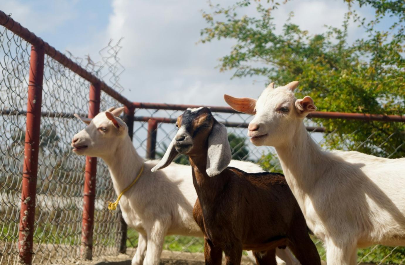 Kiskérődzők pestise vírus jelenlétét mutatta ki a Nébih Zala vármegyében