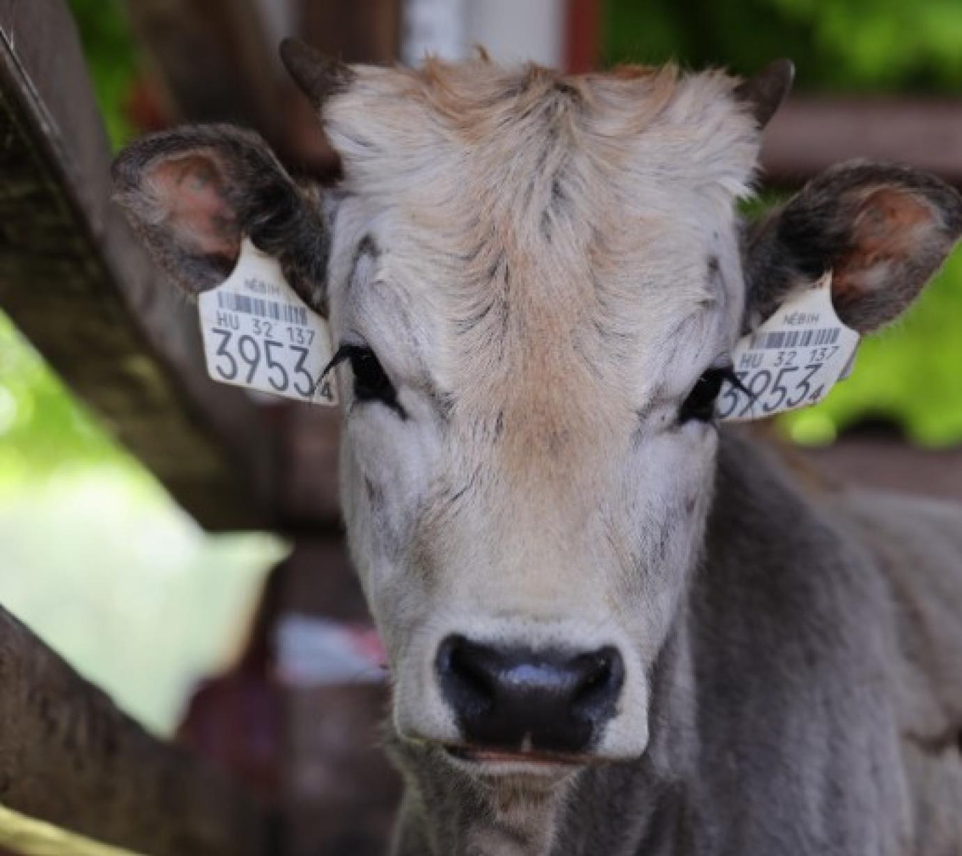 Szarvasmarhatartás hazánkban - hagyományőrzés és a modern kor kihívásai