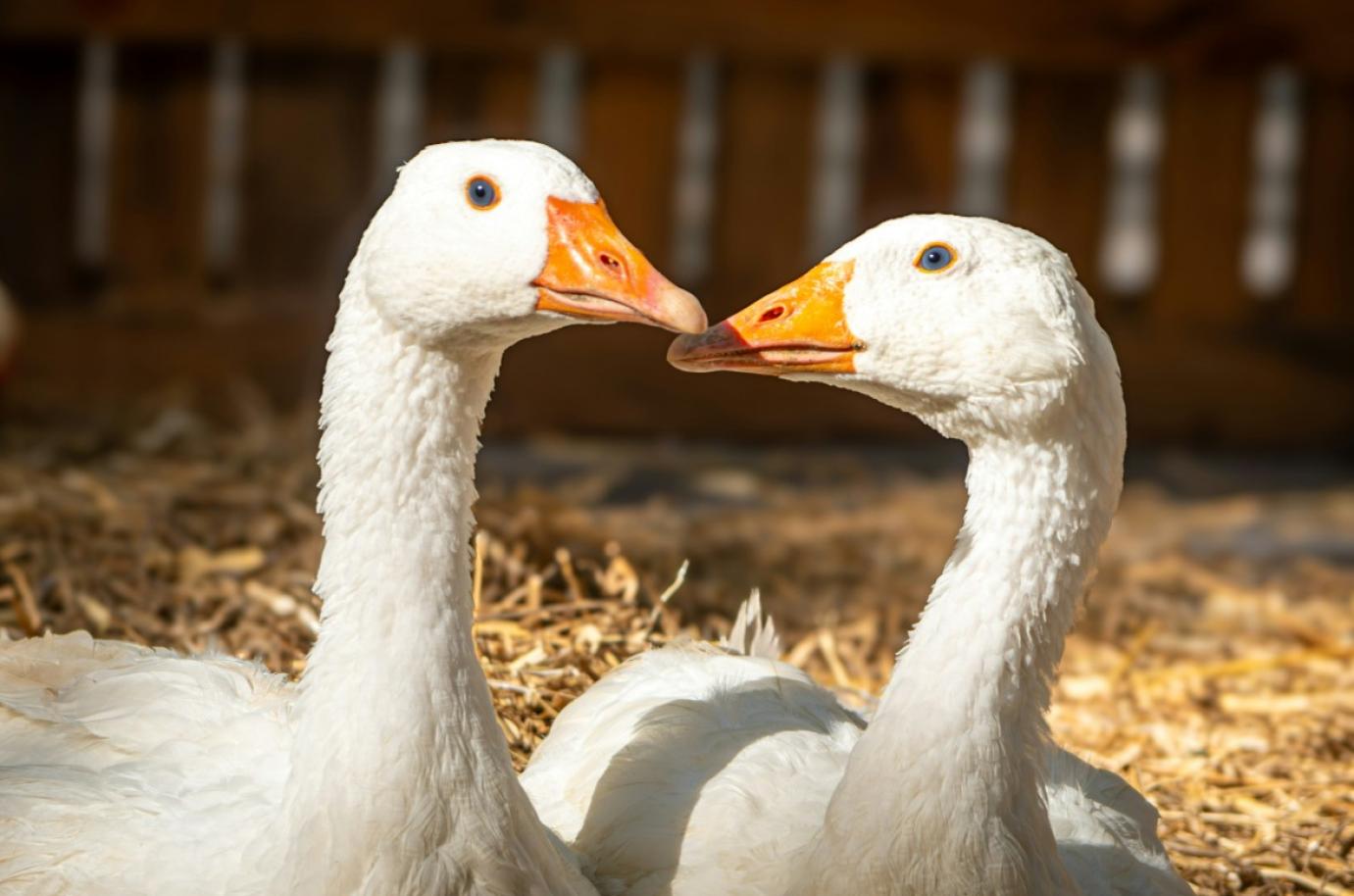 Madárinfluenza vírus jelenlétét igazolta a Nébih Hajdú-Bihar vármegyében egy tömőlúd állományban