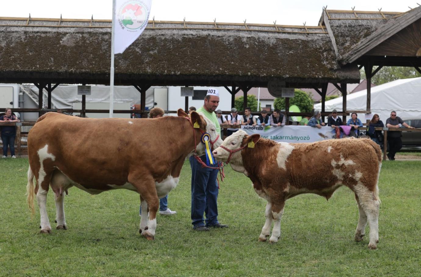 Kincstári közlemény jelent meg az anyatehéntartás kiegészítő csekély összegű támogatásról