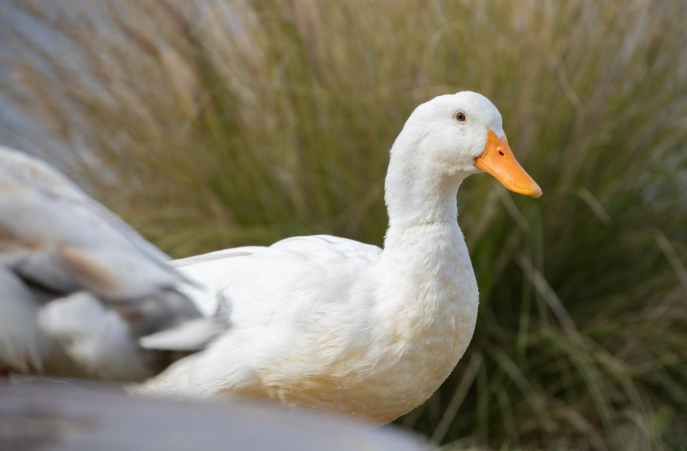 Madárinfluenza vírus jelenlétét igazolta a Nébih egy Szabolcs-Szatmár-Bereg vármegyei pecsenyekacsa telepen