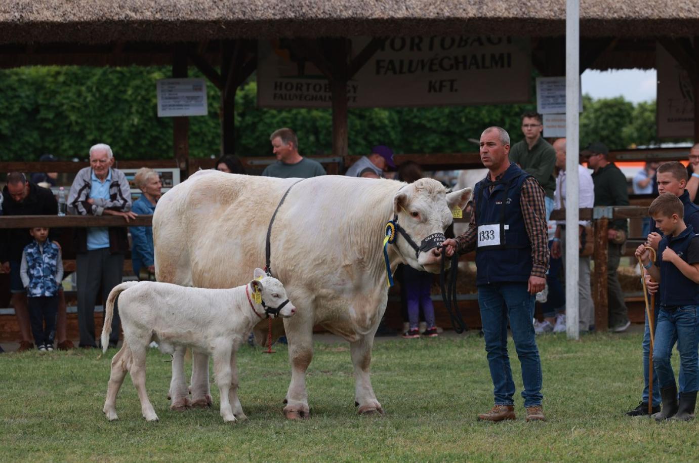 Közeleg a határidő - Anyatehéntartás támogatáshoz kötődő szaporítási események bejelentése