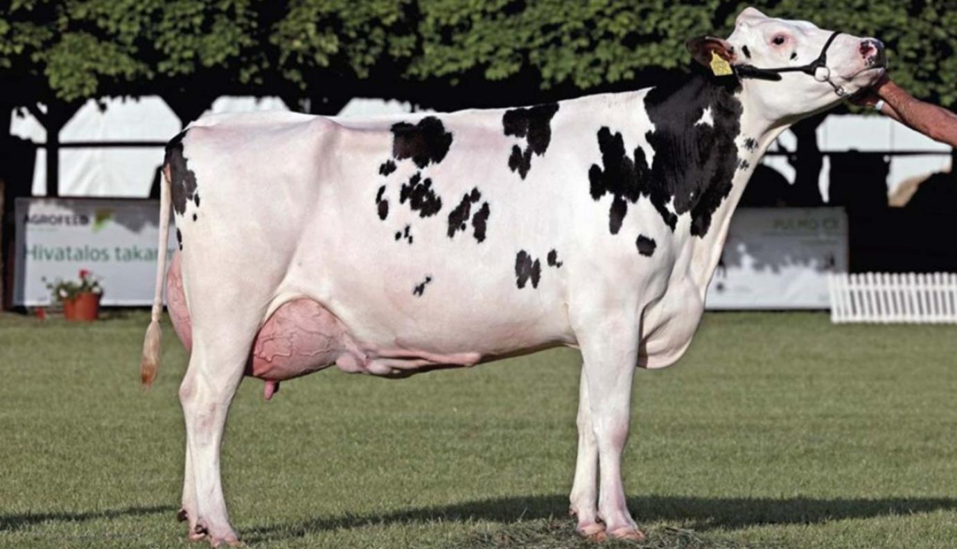 PÖRÖG A HÚSMARHA PIAC, STABILAK A TEJÁRAK