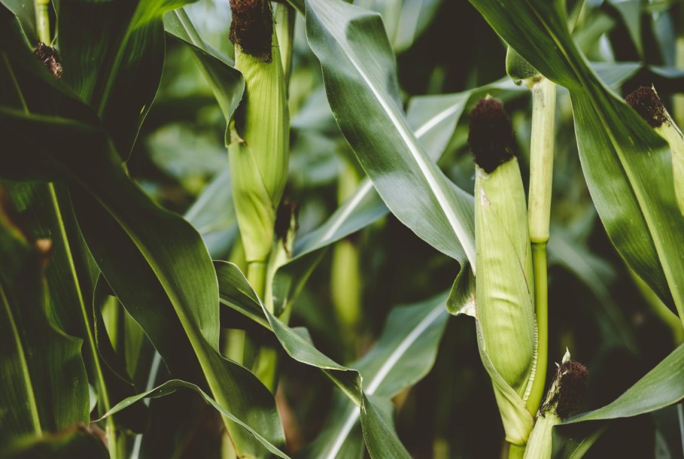 Kukoricapiaci kilátások