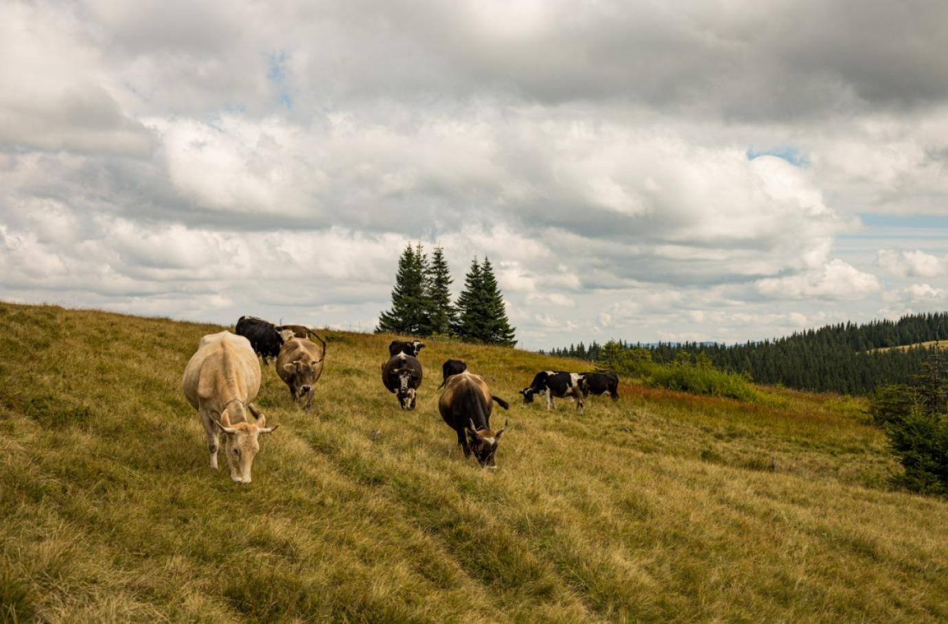 Lehetőségek tárháza - Hogyan csökkenthető az állatállományok kibocsátása?