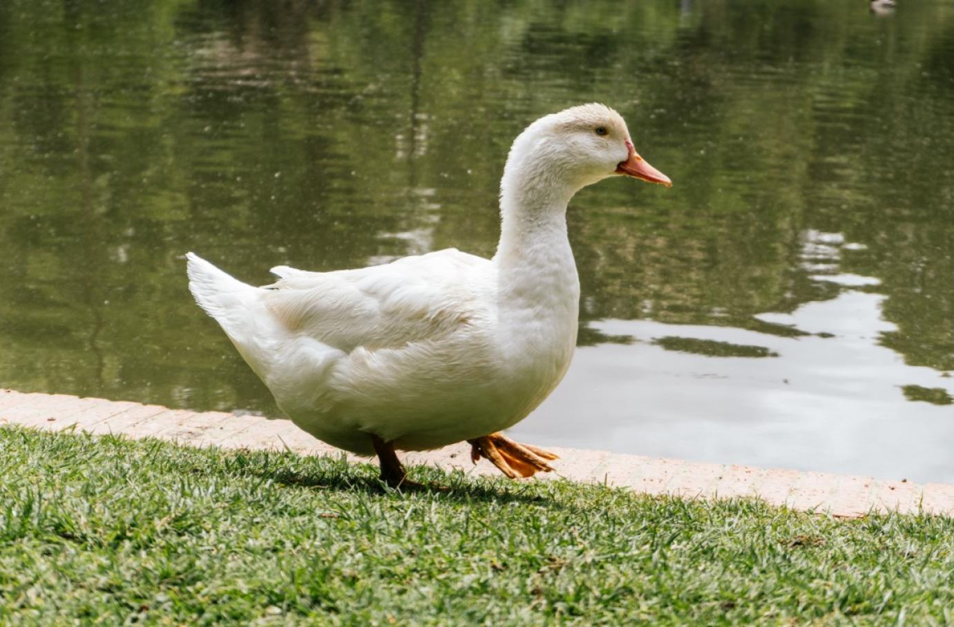 Csongrád-Csanád, Fejér és Hajdú-Bihar vármegyét is elérte a madárinfuenza