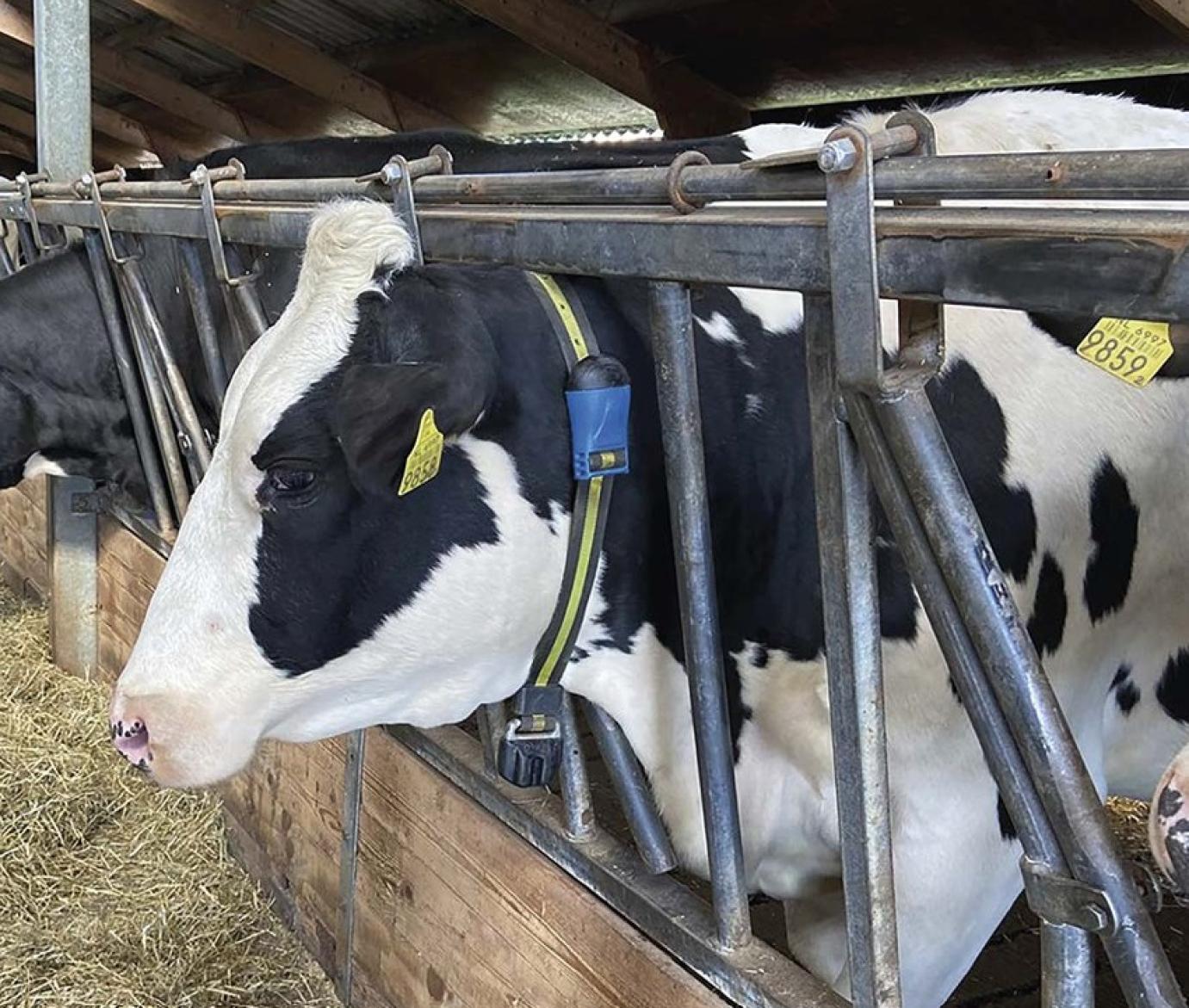 A digitális forradalom átalakítja az állategészségügyet