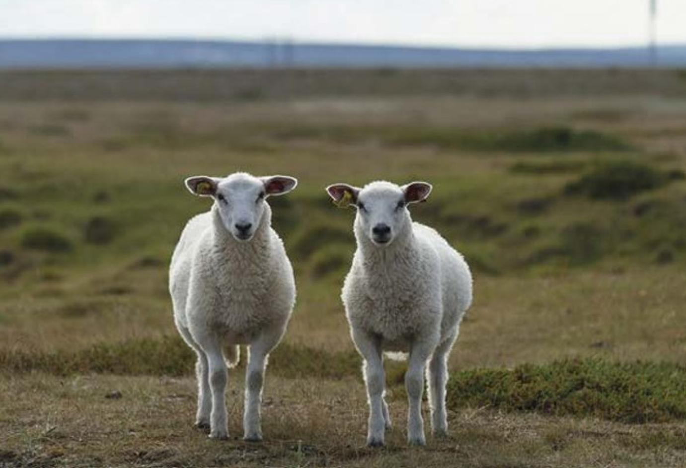 A genomikai tenyészértékbecslés lehetőségei a hazai juhtenyésztésben