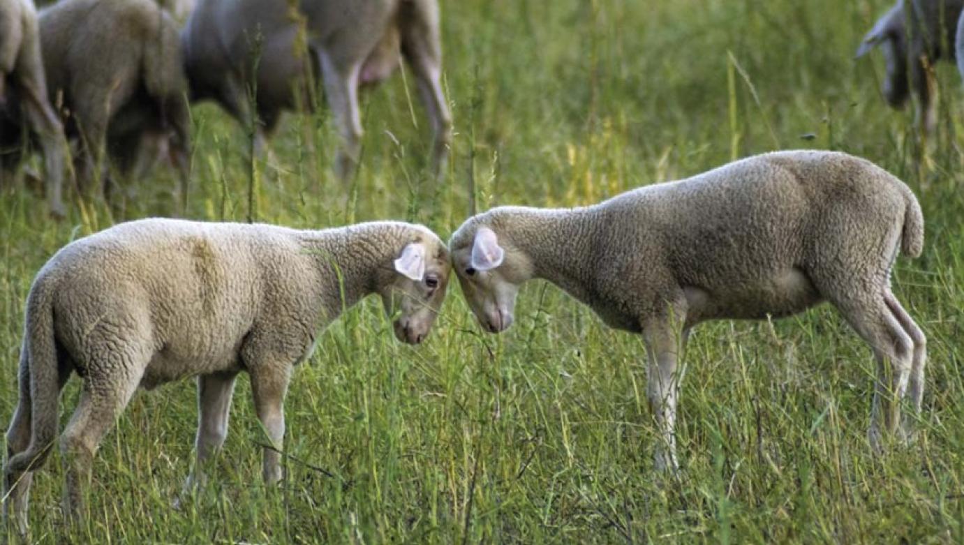 Sertés-, tej-, húsmarha- és juhágazati körkép