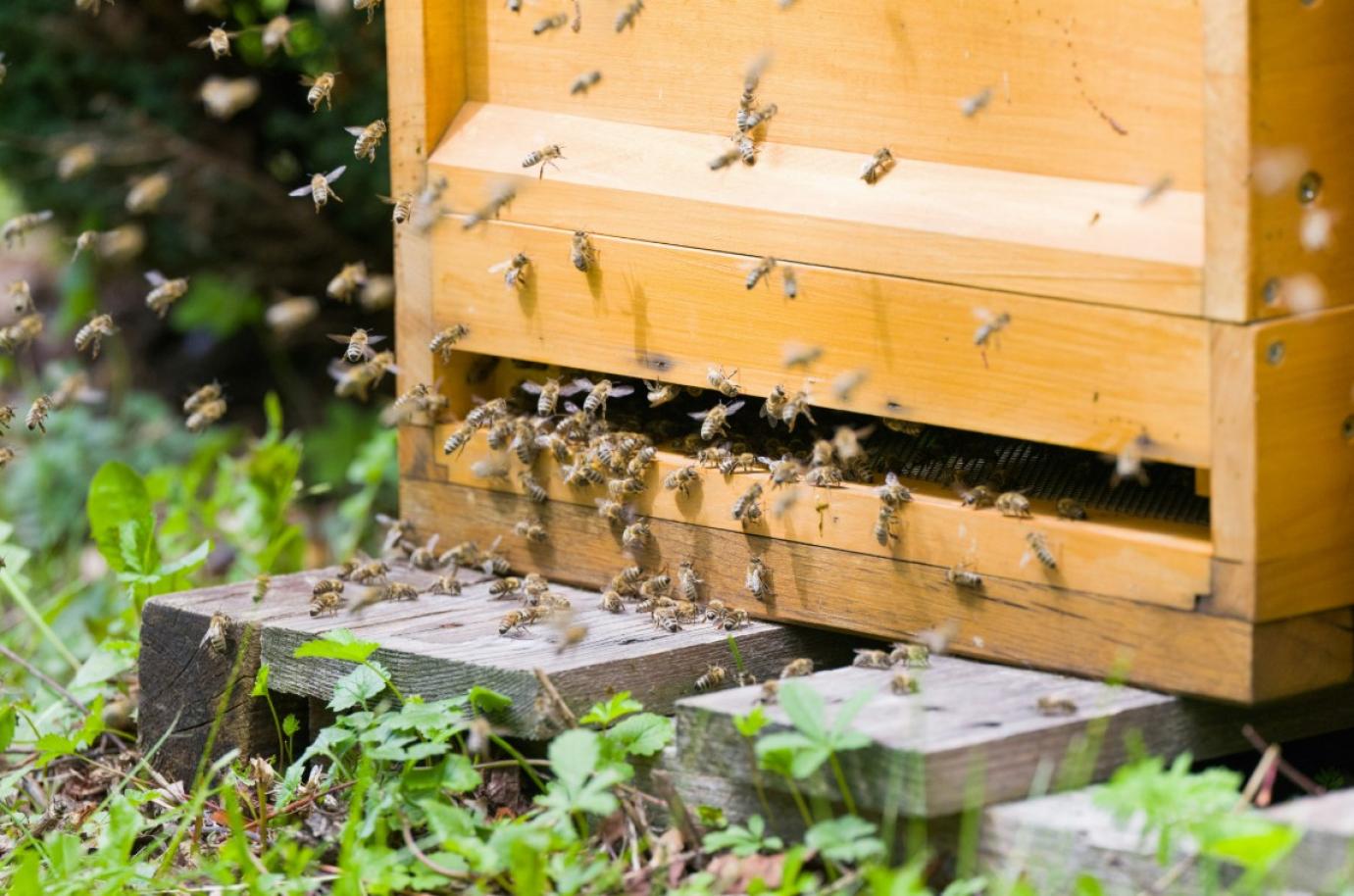 Indulnak az idei méhészeti támogatások