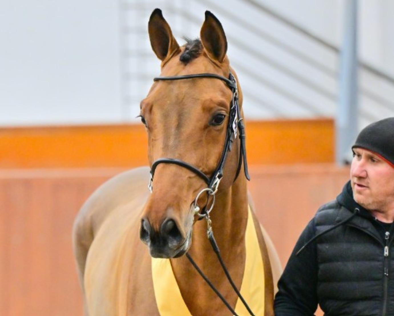 Sportlovak ménvizsgája a Nemzeti Lovardában