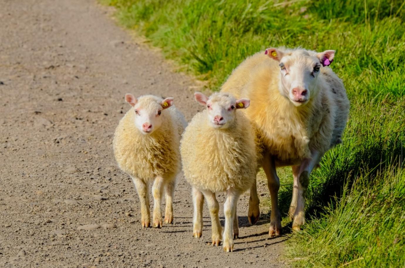 Videóinterjú Catherine Geslain-Laneelle-lel: Merre tart az állattenyésztési ágazat?