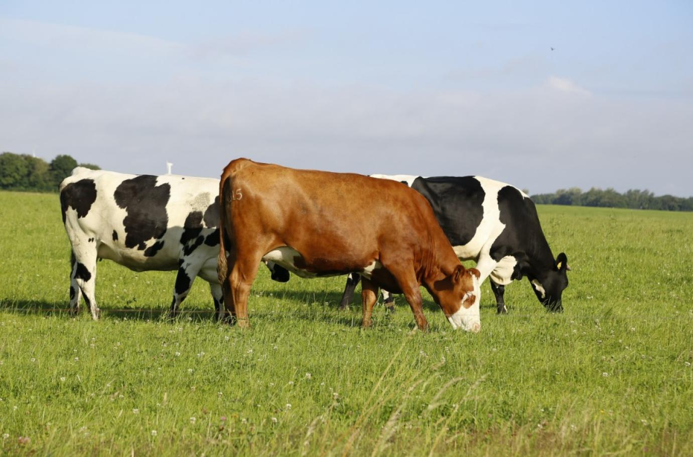 Videóinterjú jelent meg Leonard Theron állatorvossal az állatjólétről, az agrár- és geopolitikáról, valamint az állattenyésztési ágazat jövőjéről