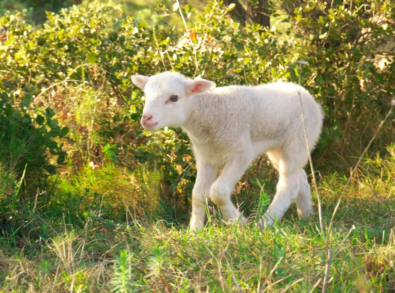 A juhhús globális piacán továbbra is Ausztrália és Új-Zéland a legnagyobb exportőr