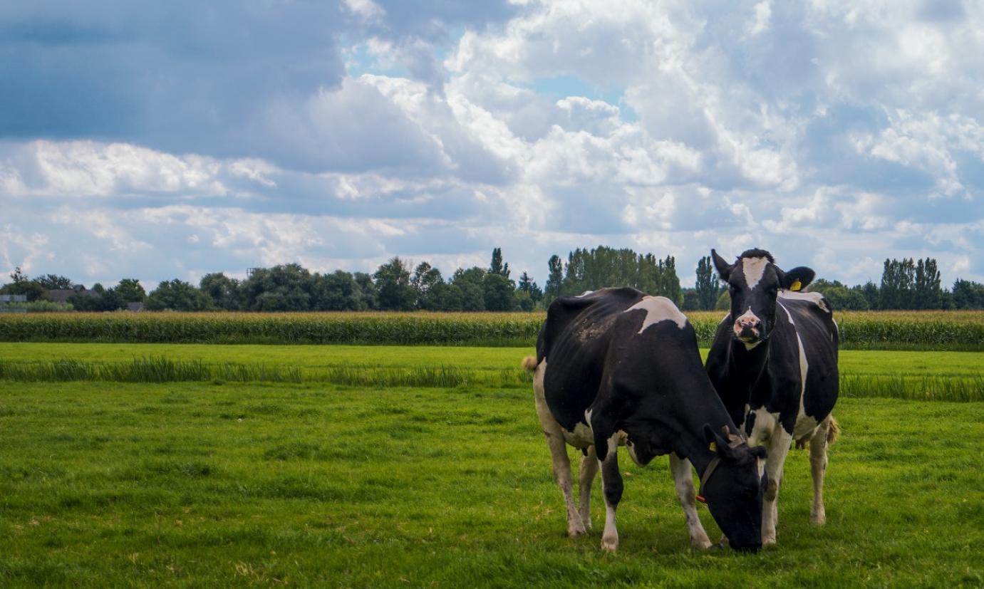 ENSZ éghajlatváltozási konferencia – Az agrár-élelmiszeripari rendszerekben is számos kibocsátáscsökkentési lehetőség rejlik