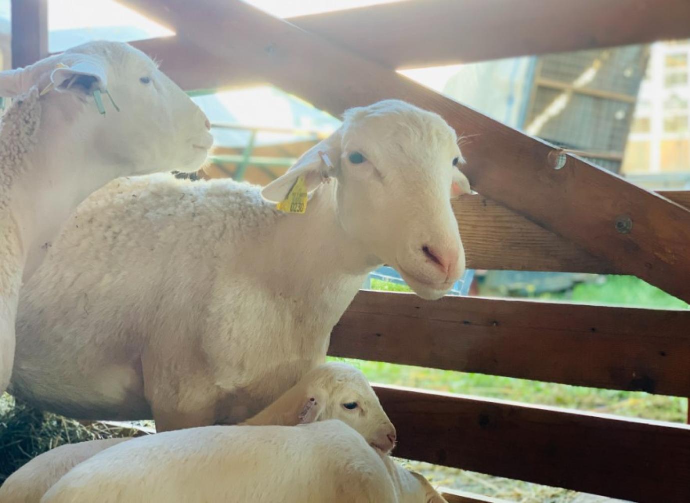 NAGY LEHETŐSÉGEK ELŐTT ÁLL A MAGYAR JUH- ÉS KECSKEÁGAZAT