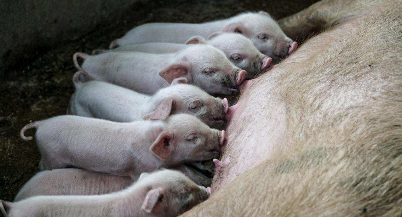 Egy lépéssel közelebb kerülhet a fenntarthatósághoz a sertéságazat
