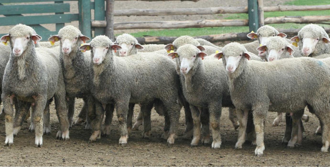 Tenyészkos és tenyészbak csekély összegű támogatásáról szóló válságtámogatás