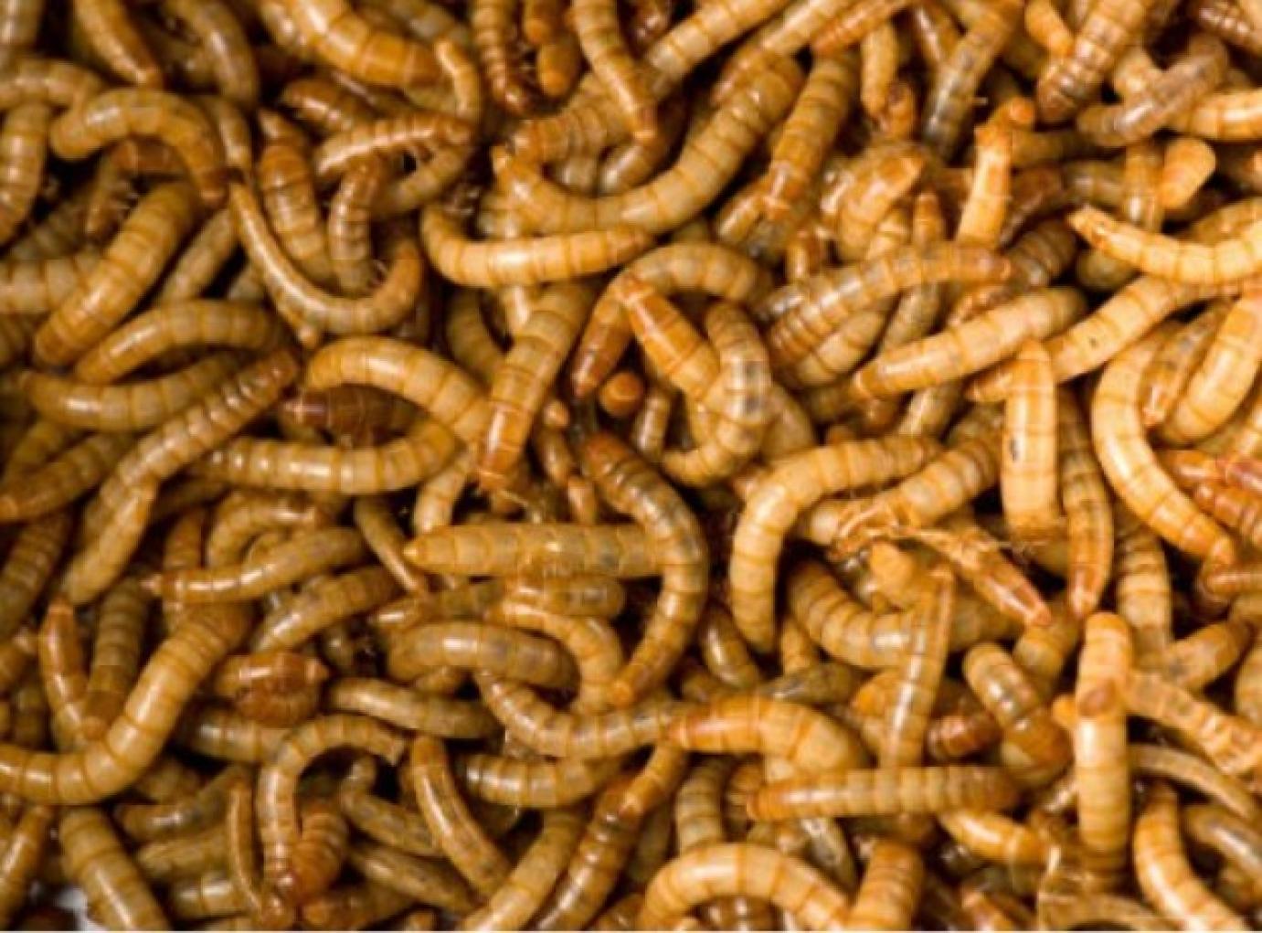 Egyedi jelölés a rovarfehérjét tartalmazó termékeknek