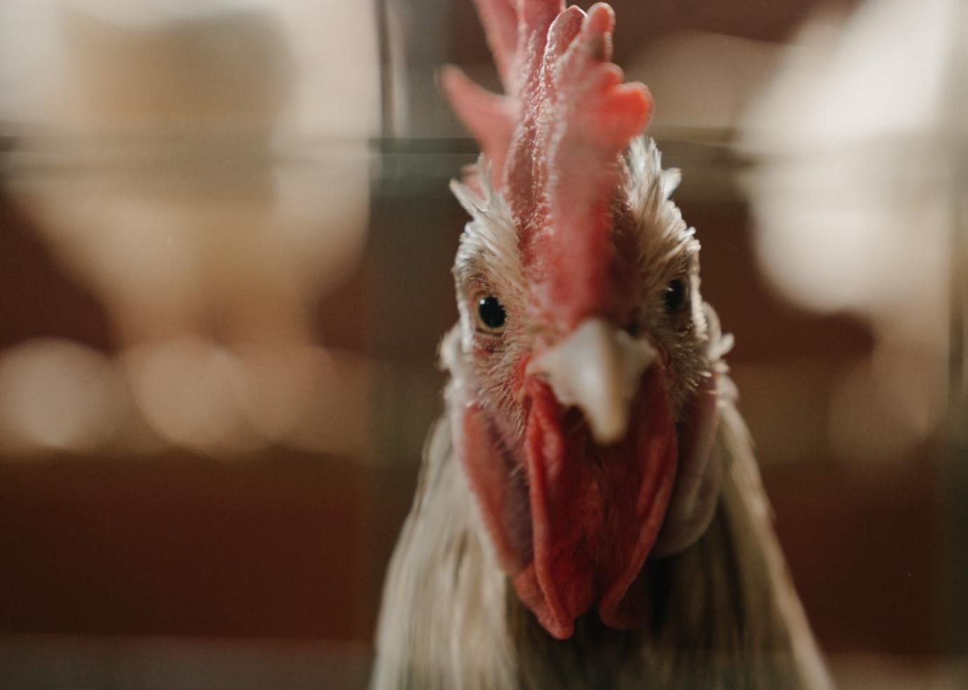 Megszűnt a zártan tartás kötelezettsége baromfik esetében