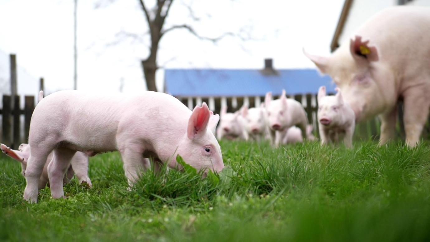 Tizennégy ország kér uniós beavatkozást a sertésszektor összeomlásának elkerülése érdekében