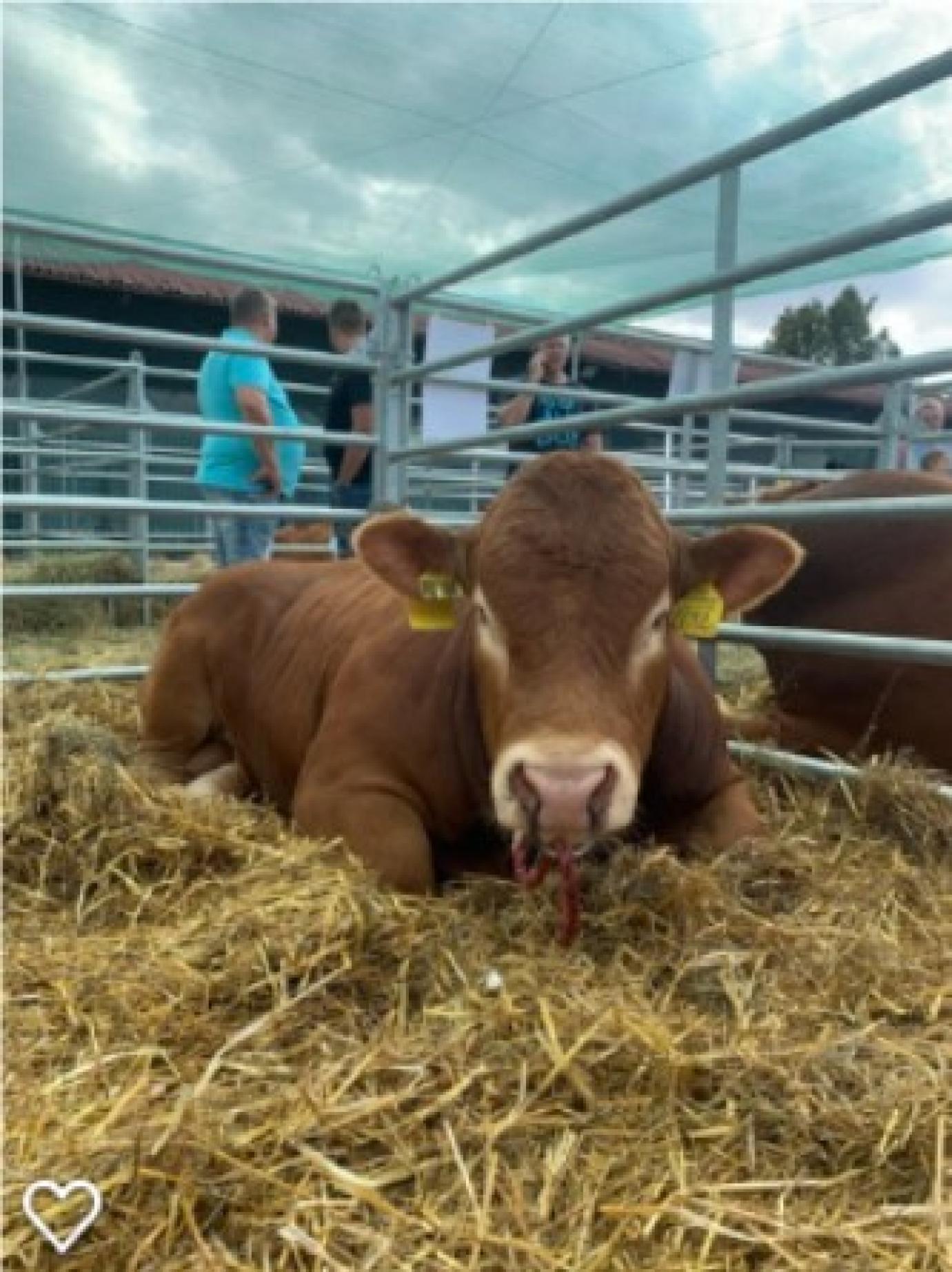 Nőtt a marhahús-termelés a Földön
