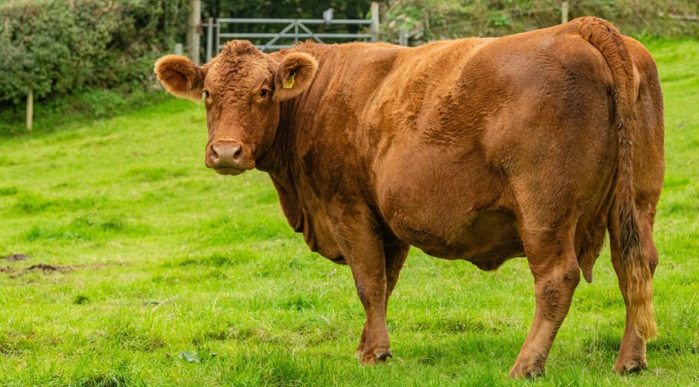 Kötelező a kéknyelv-betegség vizsgálata az import szarvasmarháknál