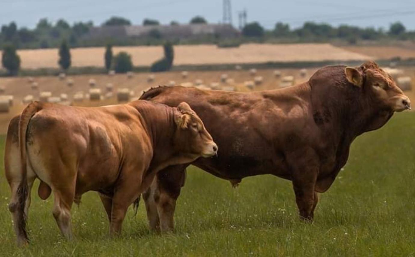 Jó legelők, a tavalyinál gyengébb árak és a támogatás igénylések túl nagy számú visszautasítása - évet értékeltek a húsmarhatartók