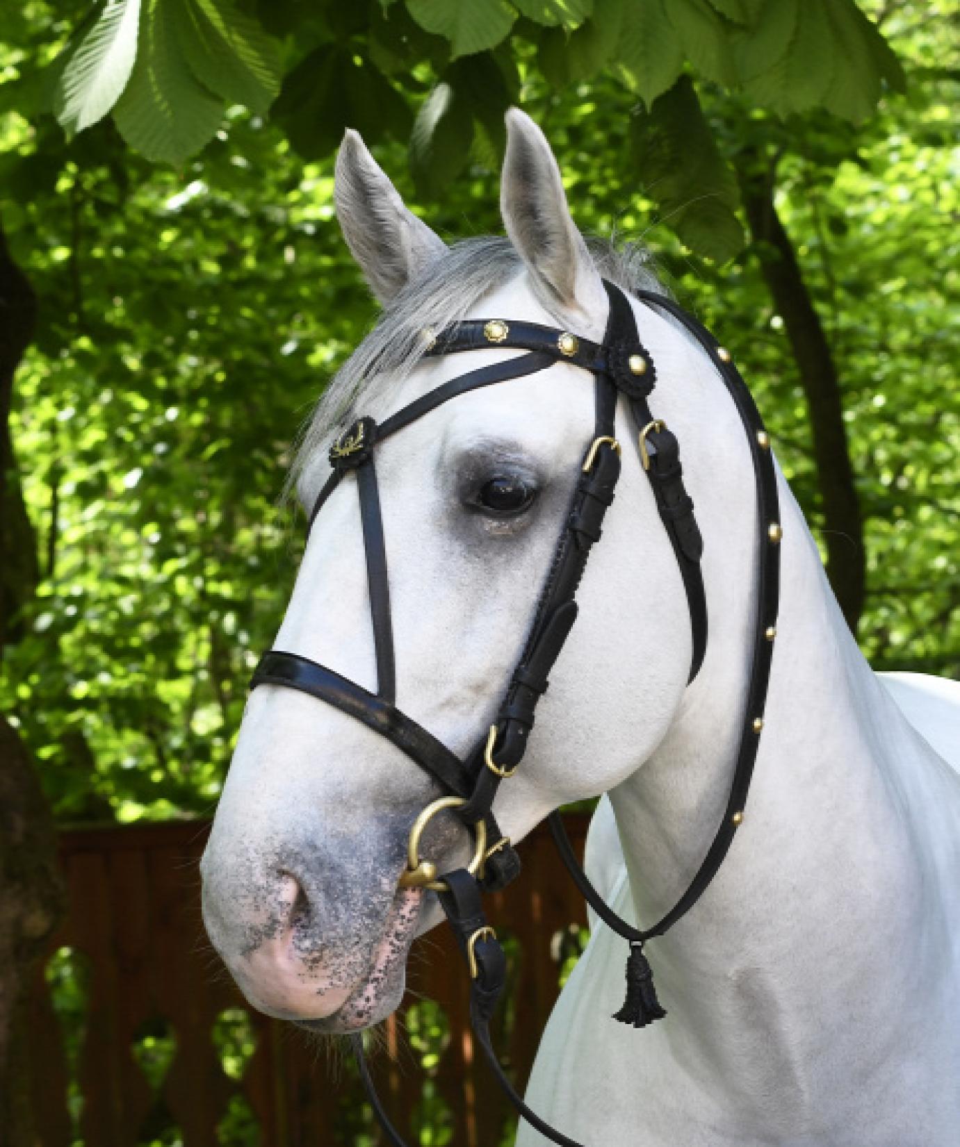 Felkerült az UNESCO szellemi kulturális örökségi listájára a lipicai lótenyésztés