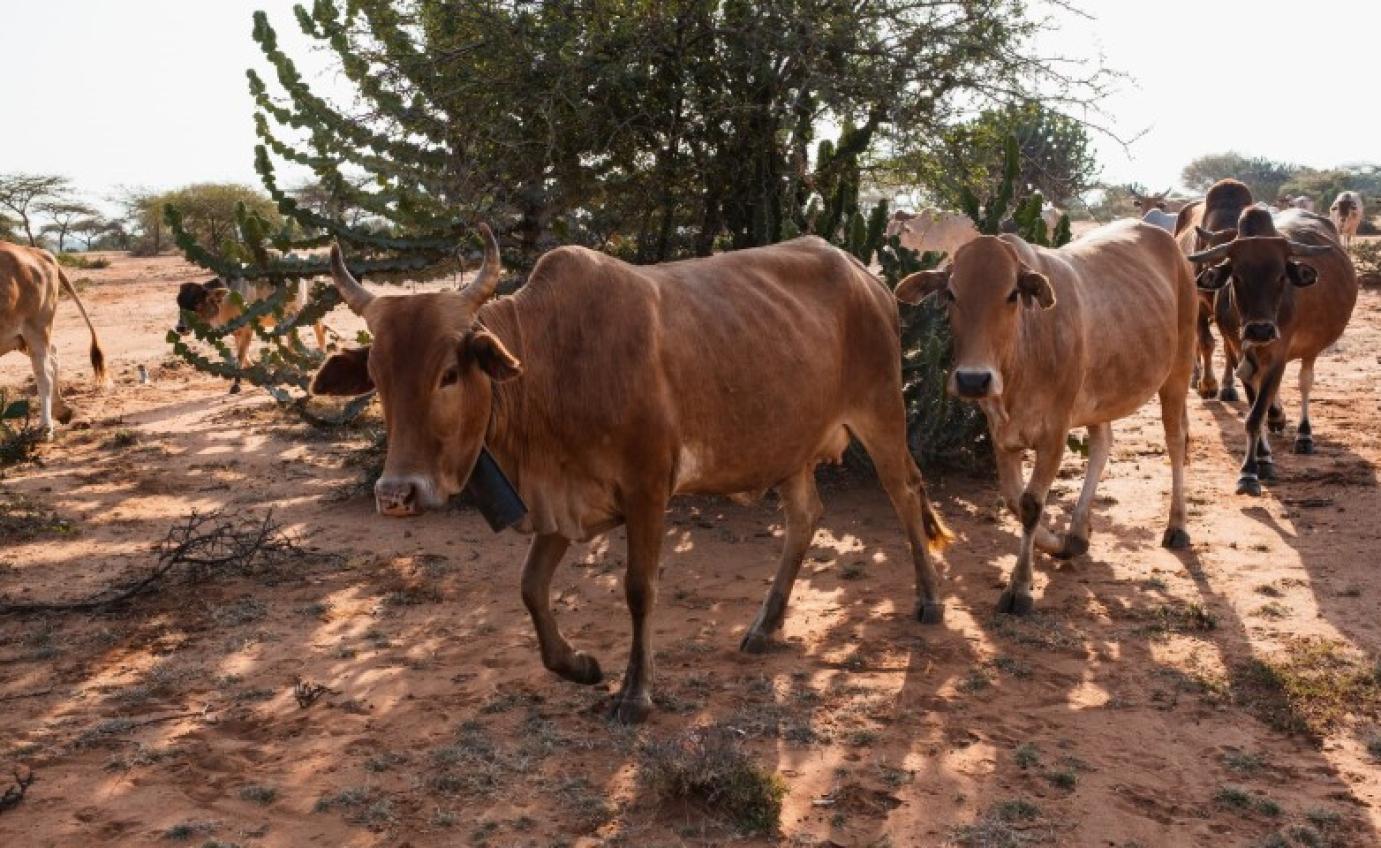 Állattenyésztés Afrikában – videóinterjúk Max Makuvise-val