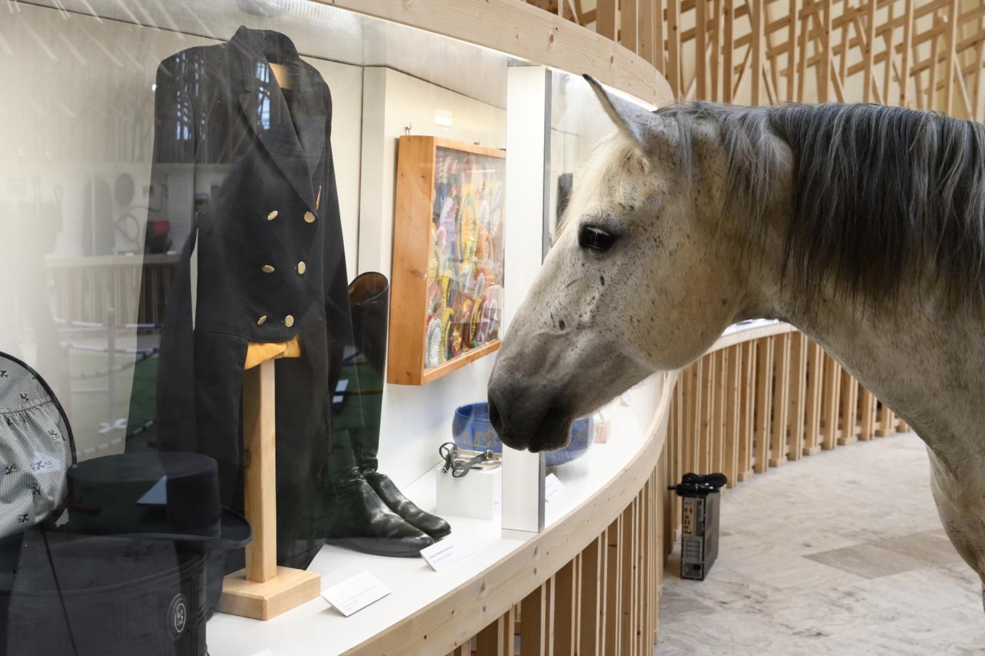Egy kiállítás lovakról nem csak lovasoknak