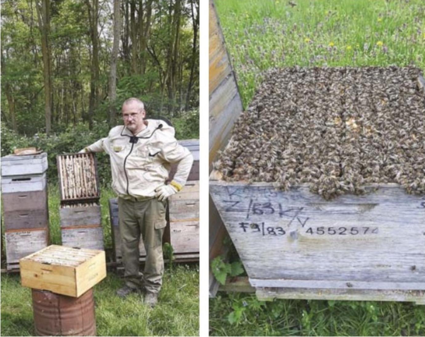 Mi a baj a magyar mézzel?