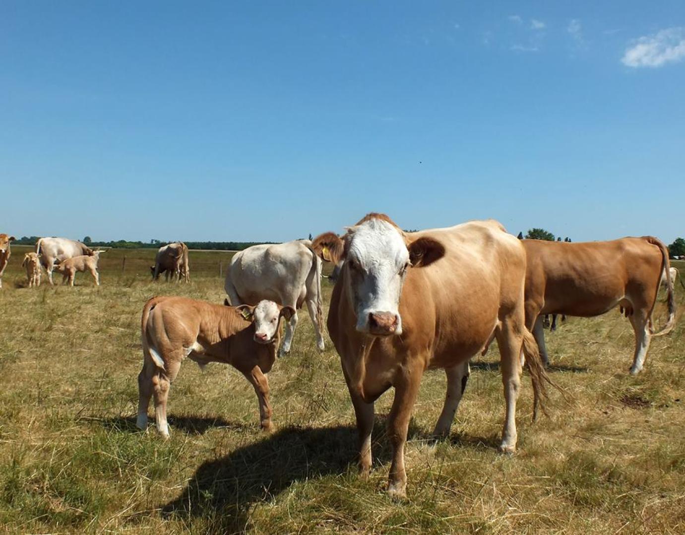 Magyarországgal együtt húsz tagállam agrárminisztere utasította el a KAP forrásainak csökkentését