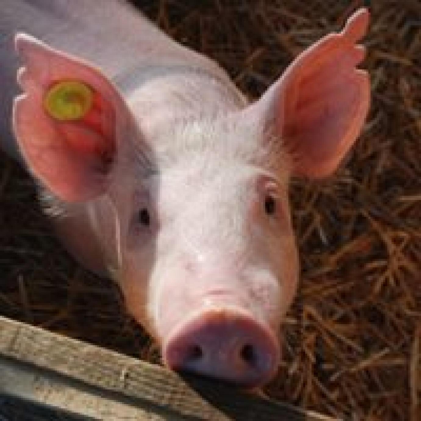 Kérjen ingyenes fertőtlenítőszert az állatorvosától