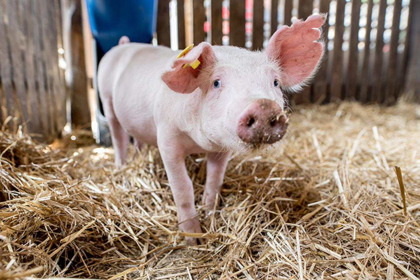 Az Európai Bizottság hallja meg végre a sertéstartók hangját! - Érik a brüsszeli demonstráció